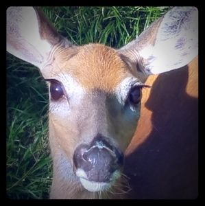 Meet your Posher, Karen